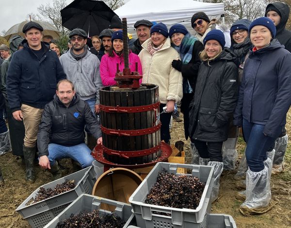 Vendanges tardives des internes dans les vignes du Madiran, dans le cadre du séjour découverte organisé par Présence médicale 64