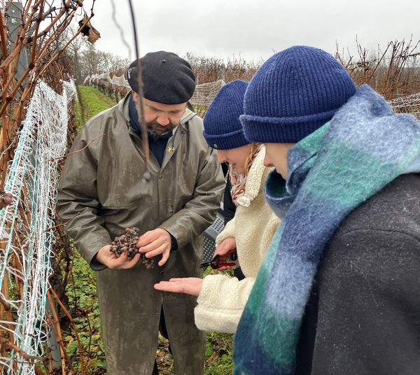 Explications du métier de vigneron aux internes par les viticulteurs de la cave de Crouseilles